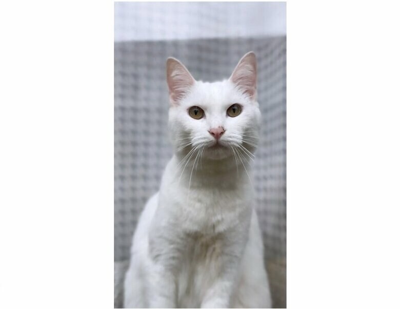 提供：絵子猫さん