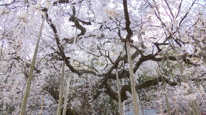 枝が見る方向によってウサギやサルに見える