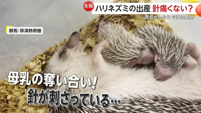 母乳の奪い合いで、お母さんに針が刺さっているような様子