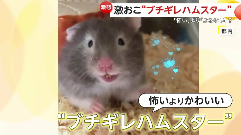 ブチギレをみせたハムスター（視聴者撮影）