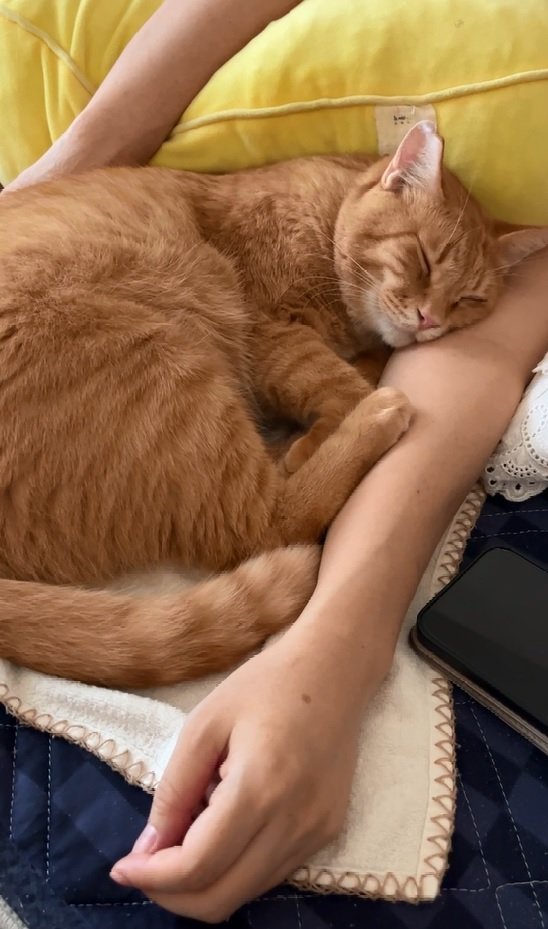 奥さんの腕の中で寝るてんちゃん