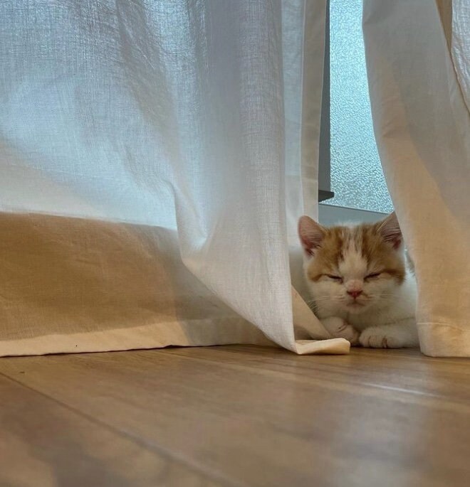 提供：こなつさん