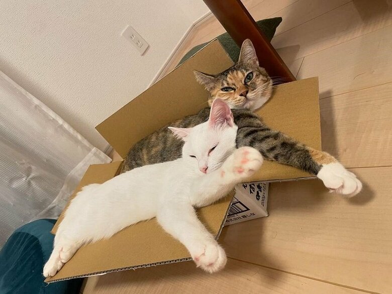 たまに「シンクロしているなー」という場面を見かけるそう