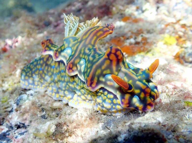 でんかさんが撮影した海洋生物　出典：でんかさんのInstagramアカウント（@denka_hermit）より