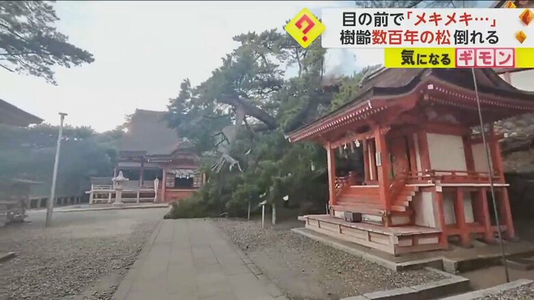 樹齢数百年の松の木が倒れる瞬間⑥