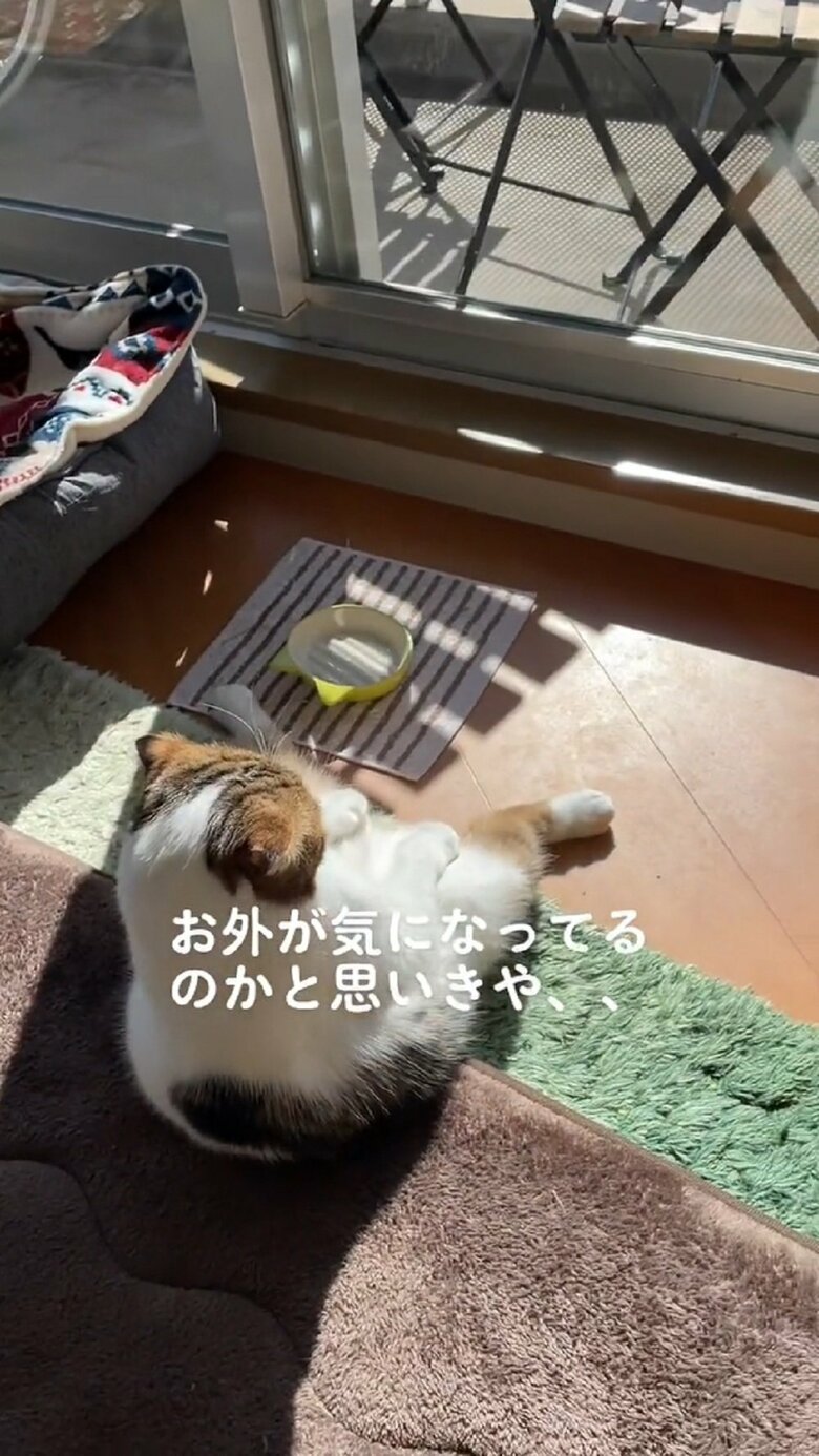 どんな顔をしているのかな？