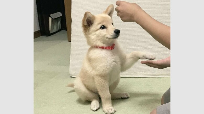 子犬時代のつるちゃん