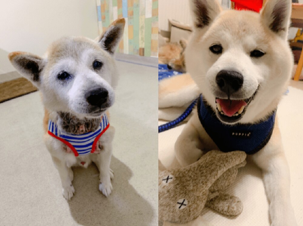 これじゃなきゃダメ 大きな食パン をくわえて散歩する柴犬がかわいい もっと驚きのモノもあった