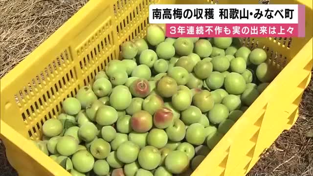 日本一の梅の里　和歌山・みなべ町で特産「南高梅」の収穫最盛期　３年連続不作も実りは上々