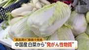 “中国産白菜”に発がん性物質「ホルムアルデヒド」“薬品漬け”動画で発覚　韓国のキムチに“飛び火”　日本への影響は？厚労省「現状は検査していない」