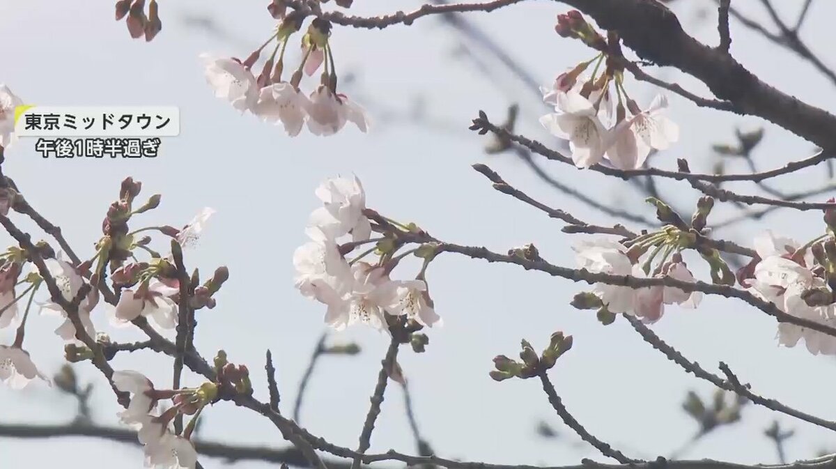 やっと！東京で桜“開花”都内各所は何分咲きなのか調査…上野公園は