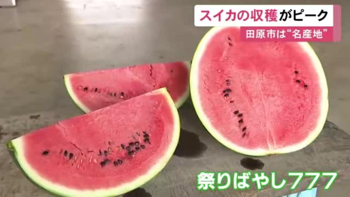 例年以上に甘く仕上がる…スイカの収穫作業が最盛期 7月中旬までに約900
