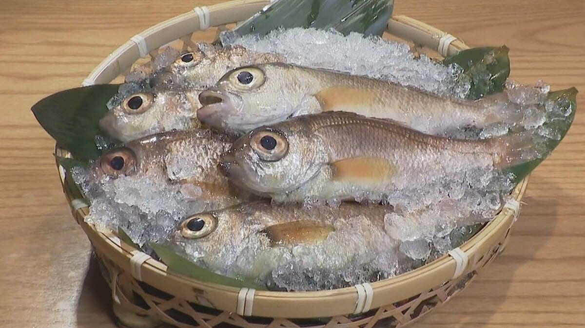 世界初「白身のトロ」ノドグロ完全養殖に成功も“97％がオス”になる謎