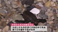 ウミガメの赤ちゃん大海原へ　卵108個のうち5匹の赤ちゃんガメを確認　大分市・大志生木