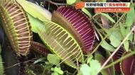 夏休み恒例「食虫植物展」牧野植物園で開催中　子どもたちも興味津々「ハエトリグサ怖い」【高知】