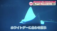 「優雅に泳いで神秘的」　ホワイトデー前に　水族館に真っ白なマダラトビエイ登場　大分