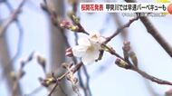 鹿児島で開花発表、平年より1日遅く　甲突川は花見期間開始　満開は4/8予想