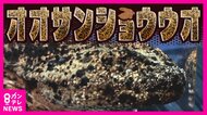 生きた化石「オオサンショウウオ」多くが『特定外来生物』に　“中国産”と交配進み“在来種”わずか2％に減少