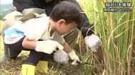 「新米が楽しみ 子どもたちと一緒に食べたい」南阿蘇村で稲刈りの体験イベント【熊本】