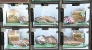 賞味期限迫った人気パンを20～30%安く販売　地下鉄の駅に「食品ロス削減の自販機」年間約3.5トンの廃棄物削減へ　福岡市
