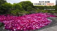 3万輪の花が池を染める…日本庭園で牡丹とバラの競演　物価高による「安・近・短」傾向跳ね返して（島根）