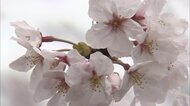 原爆で失った娘を偲び植えた「嘉代子桜」 平和への願い込め…残る6本から苗木を育て全国へ【長崎発】