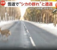 「一日に5回見かけることも」雪道で目の前を次々とシカの群れ「クラクションはパニック誘発の恐れ」　北海道・千歳市