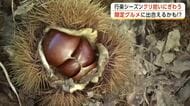 秋の味覚「クリ」拾いはいかが　クリ使った限定グルメも登場！湯沢市観光栗園にぎわう　秋田