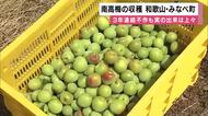 日本一の梅の里　和歌山・みなべ町で特産「南高梅」の収穫最盛期　３年連続不作も実りは上々