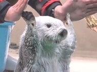 国内唯一『ラッコ』が見られる鳥羽水族館 水槽前での観覧時間を“1分”に制限「1人でも多くのお客様に平等に」