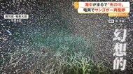 まるで天の川…奄美大島の海で幻想的なサンゴの一斉産卵　白化現象で多くが死滅も生き残りか「再生の第一歩」　鹿児島