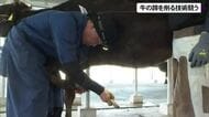 牛の削蹄技術競う九州・沖縄大会