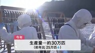 サンマの天日干し始まる 不漁の影響で生産量半減〈宮城・女川町〉