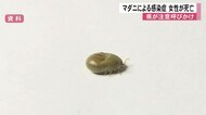 マダニによる感染症 女性が死亡【熊本】