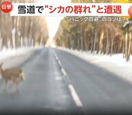 「一日に5回見かけることも」雪道で目の前を次々とシカの群れ「クラクションはパニック誘発の恐れ」　北海道・千歳市