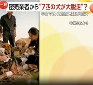全中国が泣いた?SNSで拡散“7匹の犬が大脱走”　臆測で生成AI動画や“密売業者特定”の動きも　物語の真相は「発情期で外に」飼い主現る