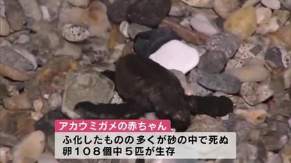 ウミガメの赤ちゃん大海原へ　卵108個のうち5匹の赤ちゃんガメを確認　大分市・大志生木