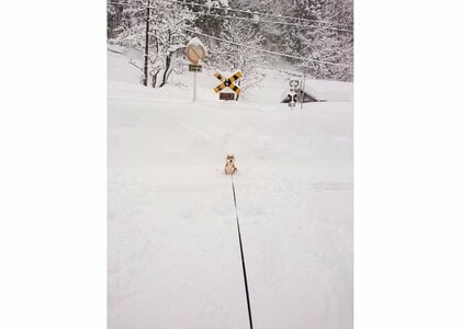 「うごいてください！」散歩が終わりそうになると止まって“抗議”する柴犬…長いリードの先にポツン