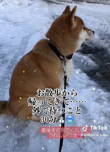 「涙が出ました」雪の中、大好きな“孫ちゃん”をじっと30分待つ柴犬が健気…相思相愛の関係がステキ