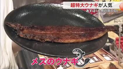 ２５年「土用の丑の日」注目は家族で“シェア”できる「超特大」サイズと メスのウナギのかば焼き【岡山】