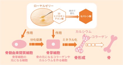 ローヤルゼリーは筋肉と骨の「ロコモティブシンドローム」を予防する、骨形成を促進するメカニズムを明らかに