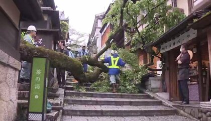 遠足引率の高校教師が木の下敷きになり“重傷” 京都・清水寺へ向かう産寧坂の「枝垂れ桜」倒れる 「根の強度が維持されていなかったか」と専門家