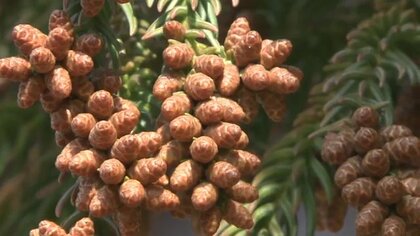 東北でも花粉飛散は秒読み段階　早くも治療を始める人　福島県では2月中旬から本格飛散の予想　早めの受診・治療が重症化を防ぐ！　