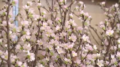 真冬に花を咲かせる富山の啓翁桜、40℃のお湯で「目覚め」させる　去年の猛暑と雨不足に奮闘