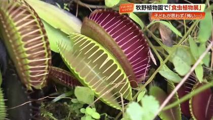 夏休み恒例「食虫植物展」牧野植物園で開催中　子どもたちも興味津々「ハエトリグサ怖い」【高知】