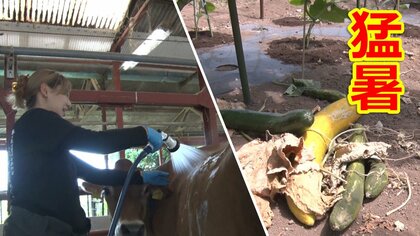 【異常列島】“歴史上一番暑い日” 14地点で40℃超…夏野菜にも異変　6日も各地で40℃迫る　東北、北陸では警報級大雨に