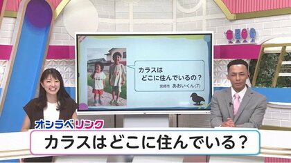 「なぜ、カラスは朝はいるのに夜はいない？」宮崎市内でも有名な「集団ねぐら」に集まった300羽のカラスを調査