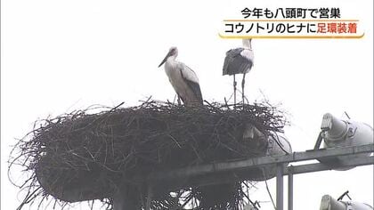 鳥取・八頭町で5年連続誕生「コウノトリ」のひなに個体識別用の足環を取り付け