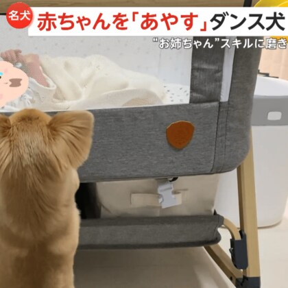 赤ちゃんを「あやす犬」　体を左右に振り‟ダンス”で泣きやませ成功　“お姉ちゃん”スキルに磨き　横浜市