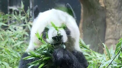 「バイバーイ」「元気でね」上野動物園の双子パンダに別れ…最終観覧は倍率24.6倍　2頭返還で日本は54年ぶりに“ゼロパンダ”に